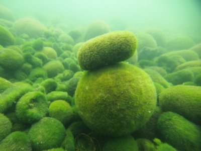 阿寒湖のマリモ保全推進委員会 Marimo Preserve Twitter