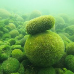 阿寒湖のマリモ保全推進委員会 Marimo Preserve Twitter 阿寒湖のマリモ保全推進委員会 Marimo Preserve Twitter