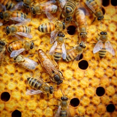 botanist_beek's profile picture. botanist / beekeeper / scientist / wordsmith / volcanic plains / western district / australia