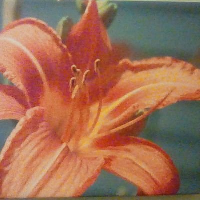 Hi my name is Shawn Hindenburg and I'm a artist I love photography I'm going to sell my newest addition in the art show it will be auctioned off.