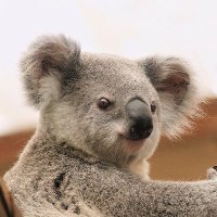 こあら！！ (@tneko716) 's Twitter Profile