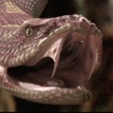 ScarfVfx's profile picture. CGI & VR - architecture; history; environments; creatures...