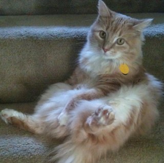 boogerbordeaux's profile picture. I like to hunt butterflies in the back yard, chase that little red light, and snuggle in bed with my people.