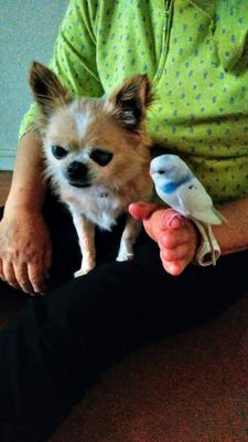 yNTlF2Y49X6QU3L's profile picture. 犬2匹(チワワ)(柴犬)飼ってます。最近猫も家族になりました。
歌うことが好き、カラオケ好きです。歌手のKANAさんのファンです。下手な俳句作ってます。ガーデニングも好き。DMは、見ません。