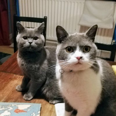 Gandalf the Grey (2) and Tuxedo (3). British Shorthair. We're told we are good boys. Owners of @NormaliseSimon