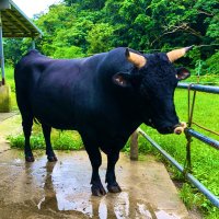 安本亜斗夢 (@ej3ppy3usr2iyoj) 's Twitter Profile