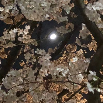 memikuka's profile picture. motto:The boughs that bear most hang lowest.