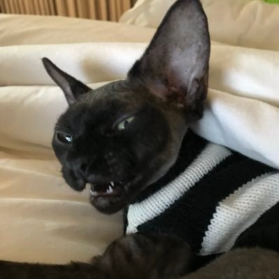 _tonalopez's profile picture. 