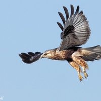 Climate Hawk (@climatehawks) 's Twitter Profile