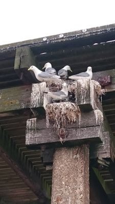 Kessingland Ringing Group Profile