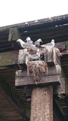 The UK's most easterly ringing group, ringing birds under licence for the BTO. Looking for experienced ringers and helpers- DM if interested