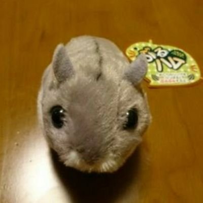 keiji305's profile picture. よろしくね(^-^)阪神タイガース(森下､佐藤輝､才木､石井､及川…)大谷翔平､スイーツ､コーヒー☕お酒､麺類､カレー､旅行､写真､乃木坂､ミセス､リトグリ､NiziU､広瀬すず､森七菜､永野芽郁､白石麻衣､西野七瀬…ハムスター🐹犬🐶猫🐱ゲーム､カラオケ他好きです♪18歳&14歳の姪っ子がいます(^.^)