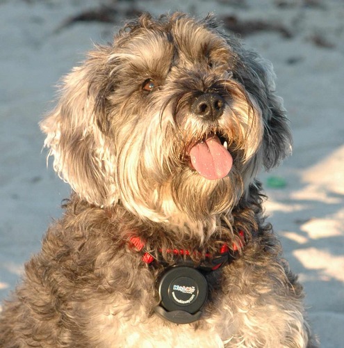 walkieway's profile picture. 