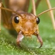 النمله المتوحشه 🐚🐜☄️ (@lbsvhioc5wjkp1g) 's Twitter Profile