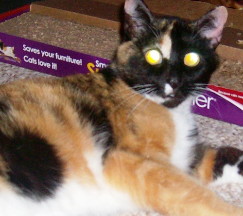 jacquierusso's profile picture. originally from NY.  Born and raised in NYC.  Now in Charleston , SC.