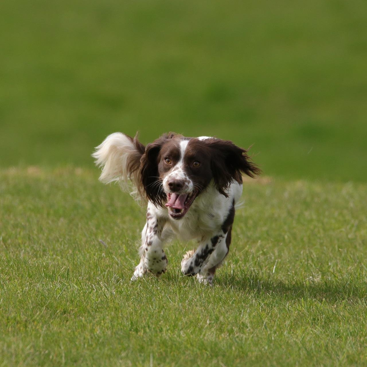 springer spaniel springing