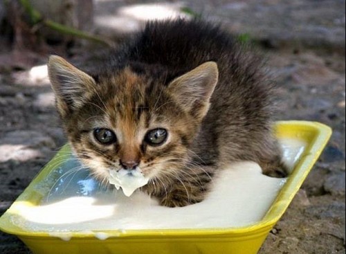 aradacapoeirist's profile picture. I'm a college drop out who just returned to SD...