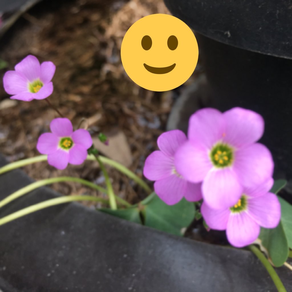 ELENARUIZRUIZ1's profile picture. 