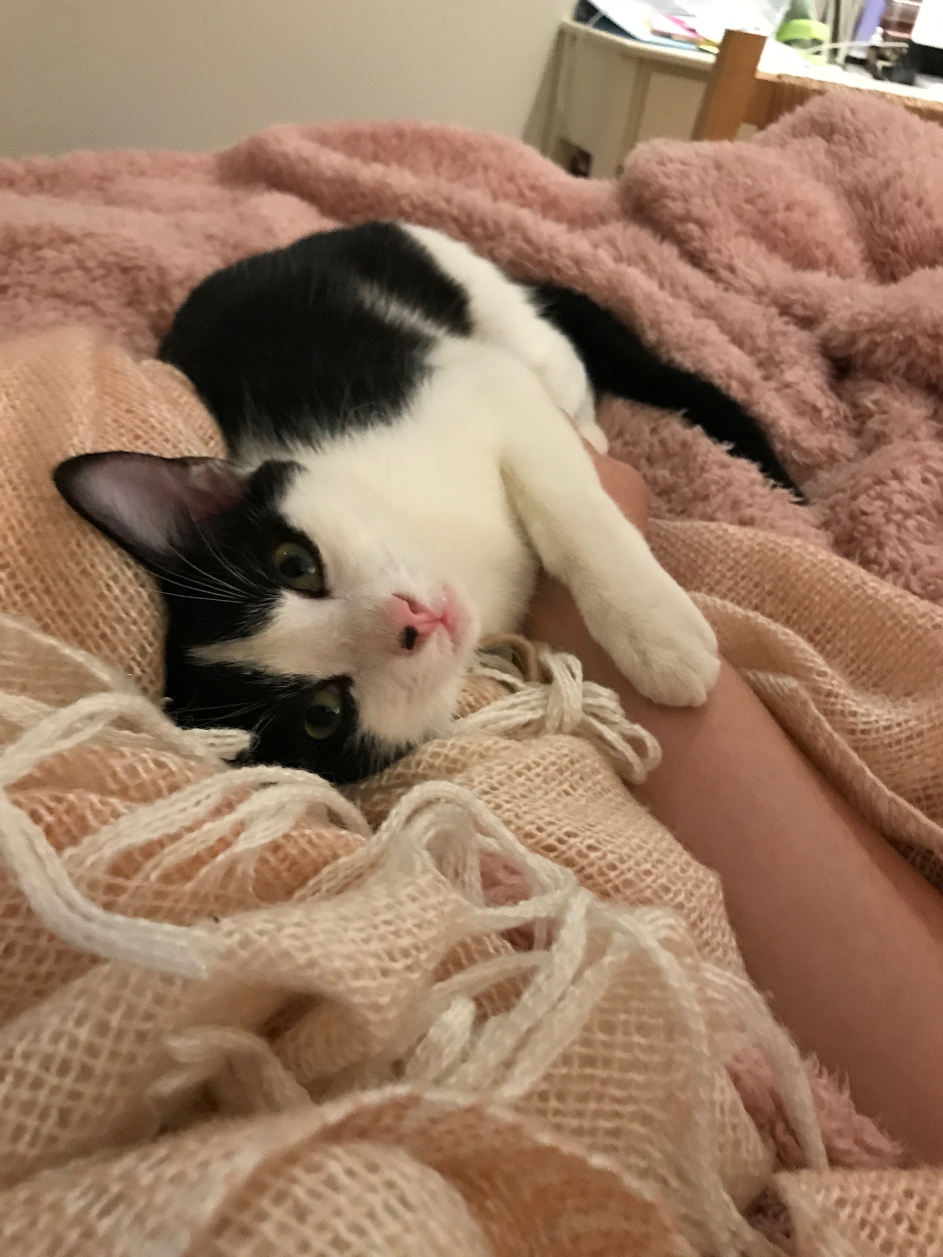 lunabot5's profile picture. cats.