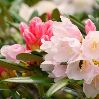 codegeass_ruru's profile picture. 