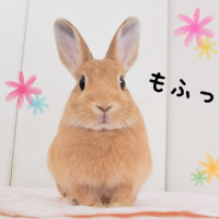 うさぎのタルトさんち🐰Tart&Chiffon (@tart_san) 's Twitter Profile