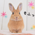 うさぎのタルトさんち🐰Tart&Chiffon (@tart_san) Twitter profile photo うさぎのタルトさんち🐰Tart&Chiffon (@tart_san) Twitter profile photo