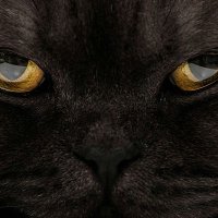 Taofeek (@tf_iced) 's Twitter Profile