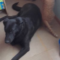 PetuTLH (@petutlh) 's Twitter Profile