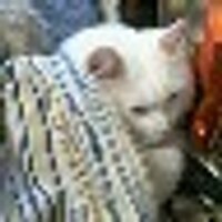 めのうさん (@nyanko_x) 's Twitter Profile