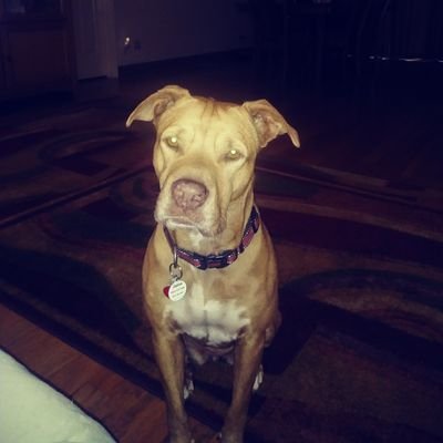 AmyMercier1's profile picture. IB Coordinator @MPES