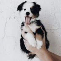 Puppies Empire(@PuppiesEmpire) 's Twitter Profile Photo