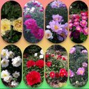 Lili Weng - @LiliWenh - Twitter