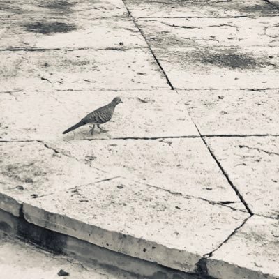mis_0707's profile picture. 未経験からウェブ制作者4年目。名古屋勤め/WordPress/ツイッター再始動のため過去の投稿すべて削除/