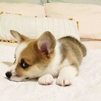 爱在日落黄昏时 (@tom36563) 's Twitter Profile