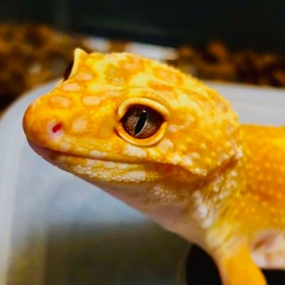 ゆーぞーです。Tri reptilesの中の人です。面白おかしく真面目にブリードしてたり販売してます。主にカナヘビとレオパの話です。たまに他のも。爬虫類仲介兼殖やし家です。爬虫類の話しかしないアカウントはこちら→@TriReptiles