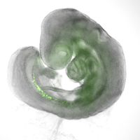 Crossan Lab (@crossanlab) 's Twitter Profile Photo Crossan Lab (@crossanlab) 's Twitter Profile Photo