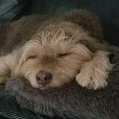 bctrenor's profile picture. NC born, Durham by choice. Pragmatic liberal, NC State grad, historian, gourmand, gamer, geek. Expect absurdity, 🐶, deep dives.