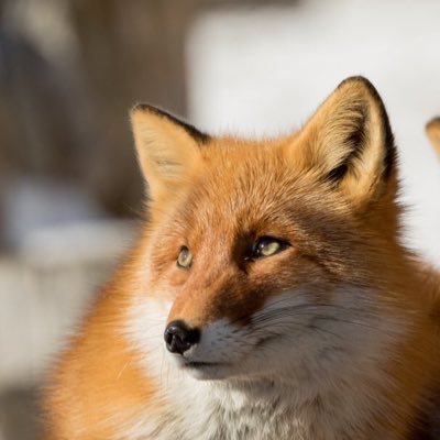 🦊狐🦊さんのプロフィール画像
