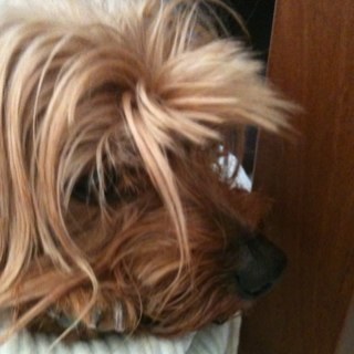 dchouma's profile picture. 