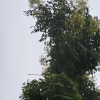 RadG_Dodo (@radg_dodo) 's Twitter Profile