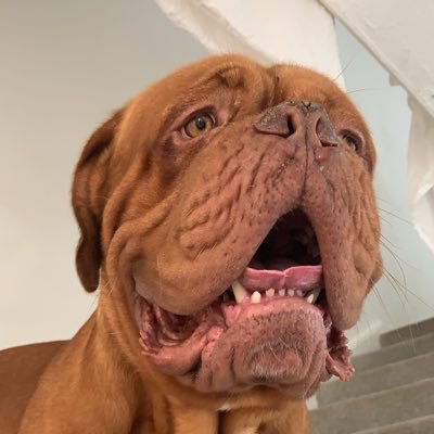 Hi I’m Bear , I’m a Dogue de Bordeaux . I love sleeping eating and smelly socks 🧦