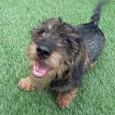 Dudley the mini wire haired dachshund. I love hot water bottles, basking in the☀️, protecting my patch from 🐈 and rolling in 🦆🦊🦌💩 🤤 #Sausagearmy ❤️