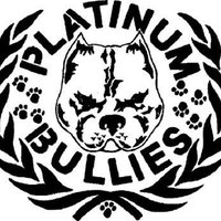 Platinum Pocket Bullies(@bullies_pocket) 's Twitter Profile Photo