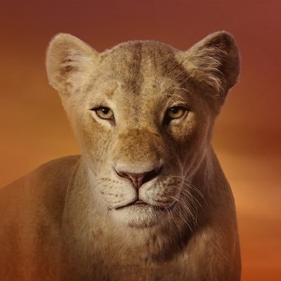 jimmykaish's profile picture. are u with me lions