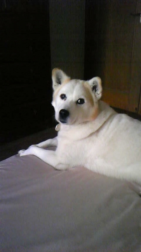 Softbankお父さん犬ジロー似 Purejiro Twitter