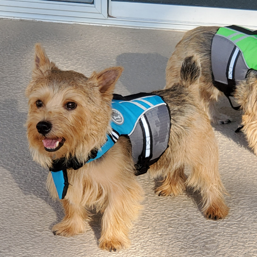 I'm a Norwich Terrier, and don't you forget it! I'm a native Californian, and the grandson and great-great-grandson of my humans' first two Norwich Terriers!