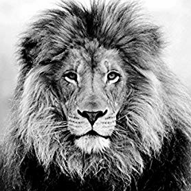 WestLeeMSPride's profile picture. "Can't hide that WLMS PRIDE!"🦁