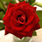 Svetlana2009's profile image