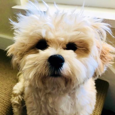 vancouverdbw's profile picture. 