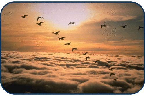 MediaGaggle's profile picture. 